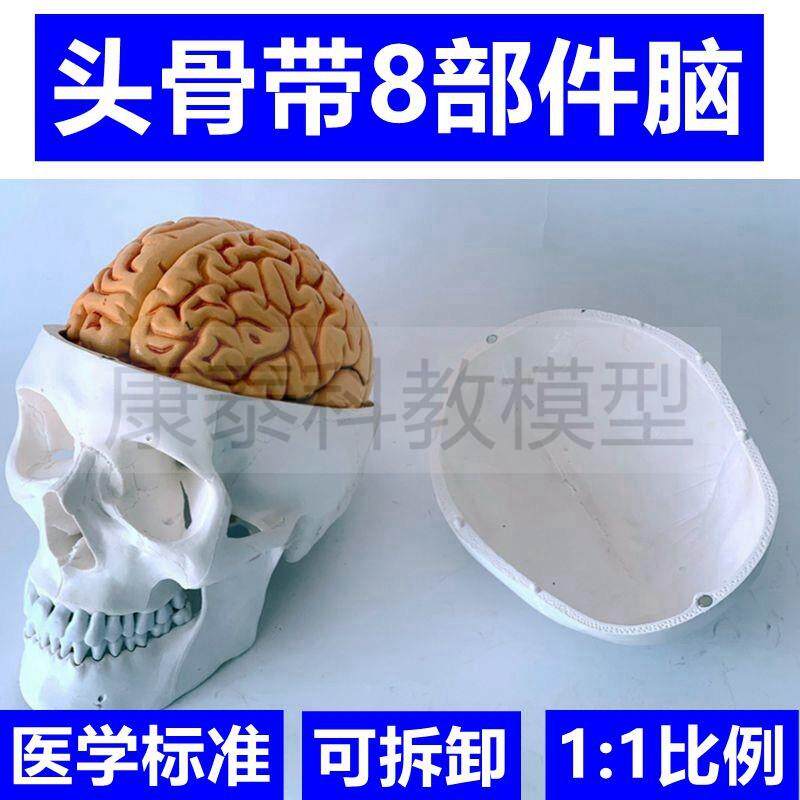 1比1头骨模型颅骨带p脑解剖可拆卸拼装带标识神经外科临床法医美