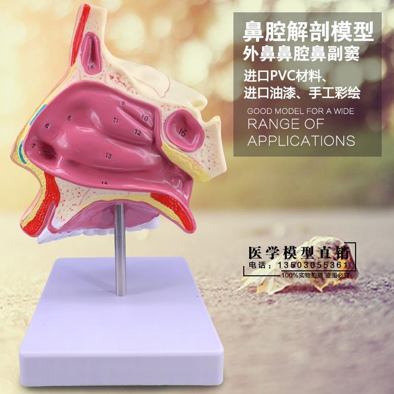 进口人体鼻腔解j剖模型教学模型鼻子模型五官科医用模型耳鼻喉