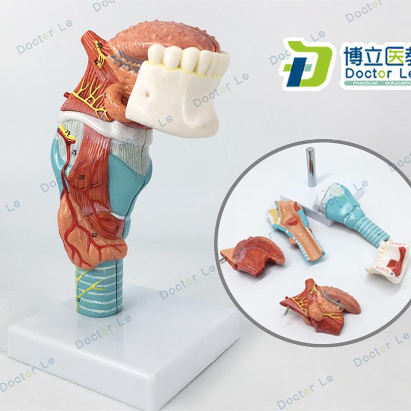 舌人体喉舌牙模型l咽喉解剖头模型甲状腺模型医用器官喉带舌头模