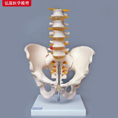 骨盆带五节腰椎关节模型盆骨骼神经构造髋骨尾骨结构医Y学教学模
