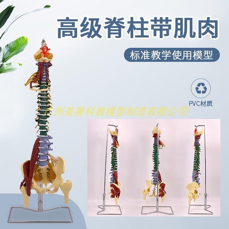 正骨人体脊柱附肌肉及彩色分区骨B骼模型大脊椎成人1:1带胸椎骨盆
