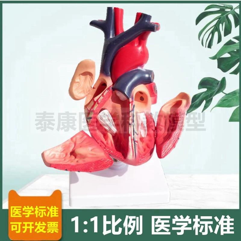 人体心脏模型可拆卸带p标识临床医用B超彩超影像教学1比1仿真血管