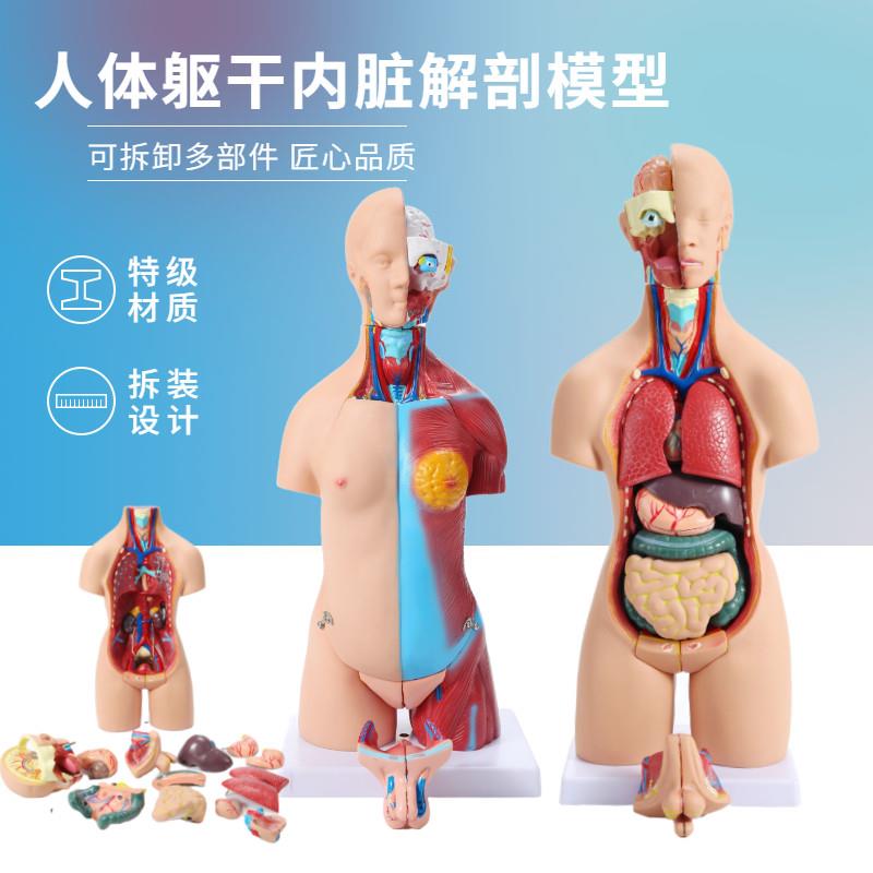 人体模型28CM55cm躯干人体内B脏心脏解剖模型医学教具骨骼益智玩