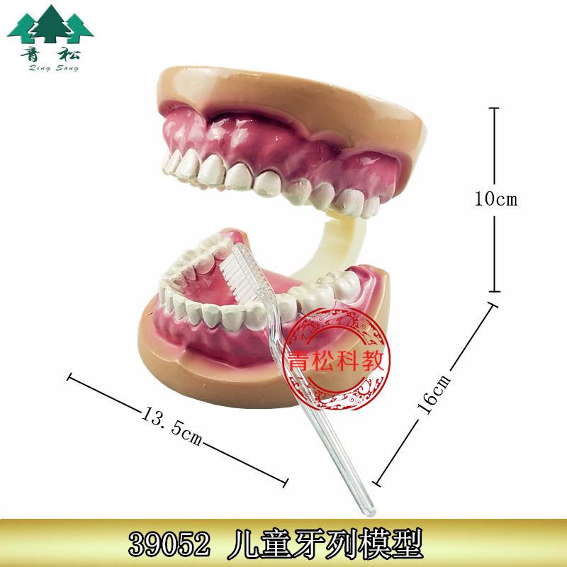 儿童牙列模型39052牙齿模型附牙刷教学仪器中U学生物卫生器材