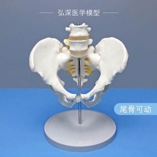 人体骨盆带二节腰椎模o型尾骨骼可活动髋骨盆骨科关节神经医学教
