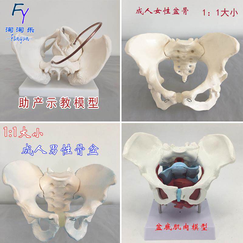 成人男性女e性盆骨骨盆助产示教分娩演示模型盆底肌肉人体骨骼新