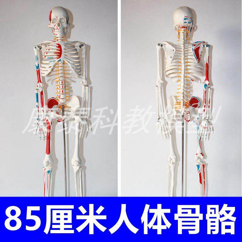 85CM人体骨骼模型瑜伽教学用z医学塑胶骨架肌肉起止点韧带脊柱弯