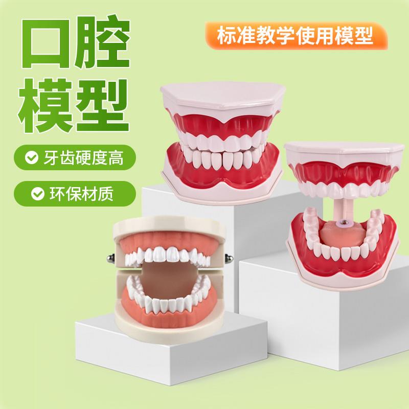 2倍放大口腔护理指导仪器牙列儿童刷牙I教具保健早教教学幼儿牙齿