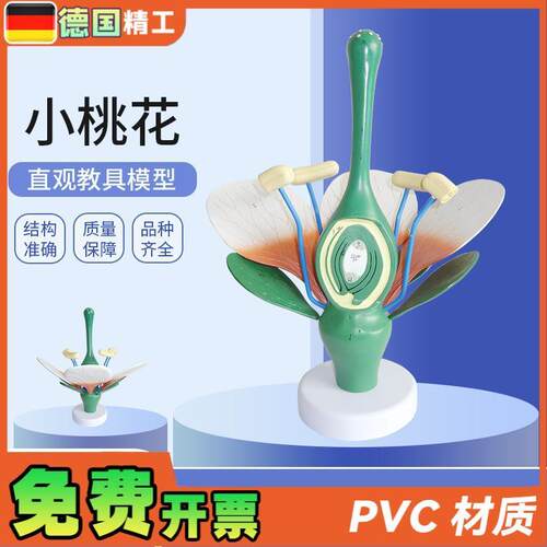 德国】桃花双子叶花绿色花蕊植z物构造放大结构解剖模型生物教学