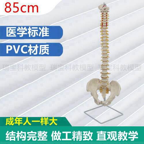 颈椎模型1:1仿真脊柱PVC材质医用解剖中医专用S瑜伽馆摆放正骨指