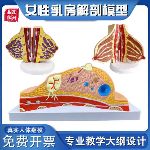 政河女性乳房结构模型病理t静止期哺乳期假义乳人体器官结构教学