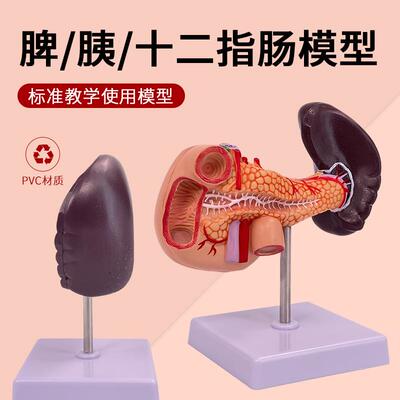 教学仿真胰脾肝胆十二指肠模w型1:1自然大普通胰腺标本高仿真教具