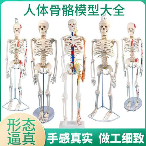 85cm人体骨骼模型170cvm全身成人骨架人体模型小骷髅教学脊椎模型
