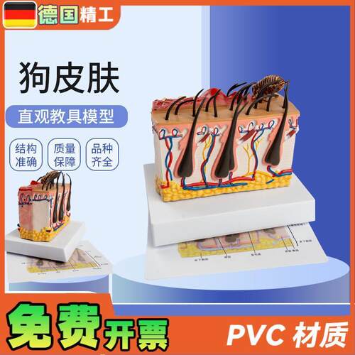 德国】狗皮肤解剖模型犬科真皮C宠物病态皮肤教具兽医教学动物
