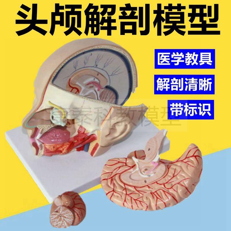 面部整形模型面颊k口腔咽喉颅脑可拆卸浅层血管神经肌肉外科教学