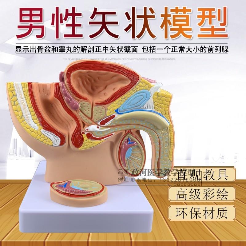 桌面型男性前列腺模型男科生殖器解剖男性盆腔矢状W切面示教模型