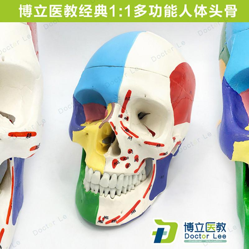 医学艺用人体头骨颅骨模型头y骨分区肌肉模型神经骨科教学正骨骨