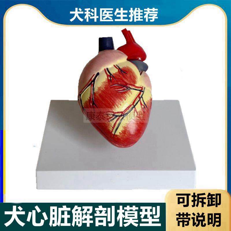 狗心脏模型宠g物犬心结构动物内脏骨头仿真兽医膝关节韧带病理耳