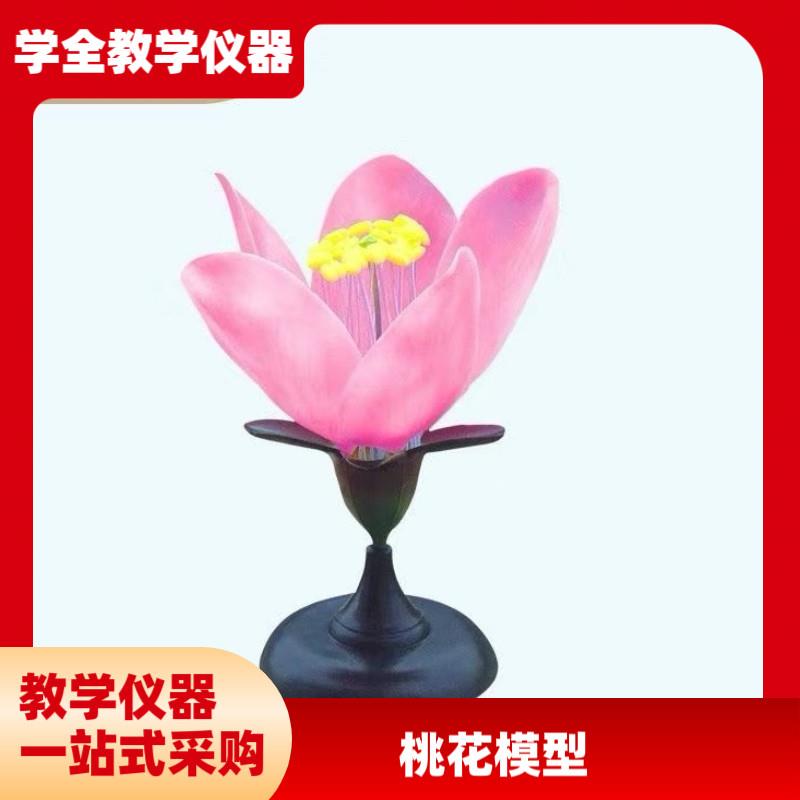 桃花模型初高中生物实验教学演示科教仪器M花类识别类型教学仪器