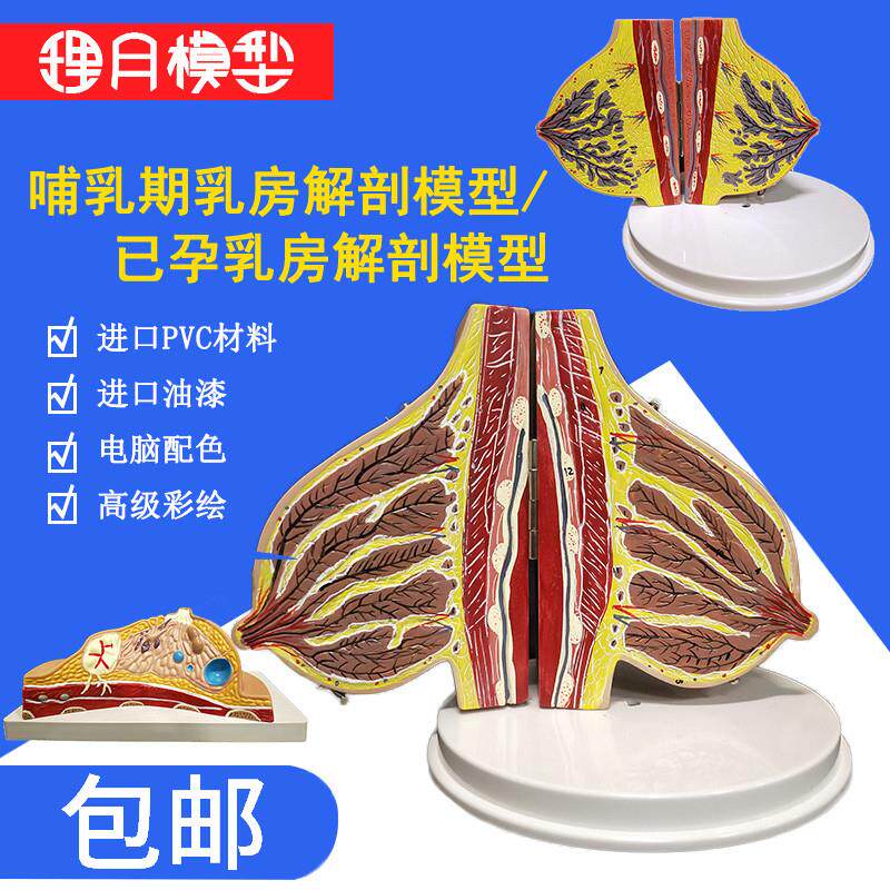 病理病变乳房解剖模型妇产科教具美容J院女性乳腺剖面结构模型
