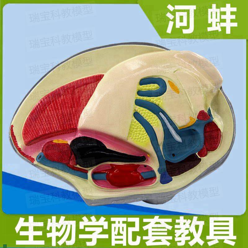 河蚌模型生物课教学器材仿真v标本实验室摆件展示品儿童科普高中