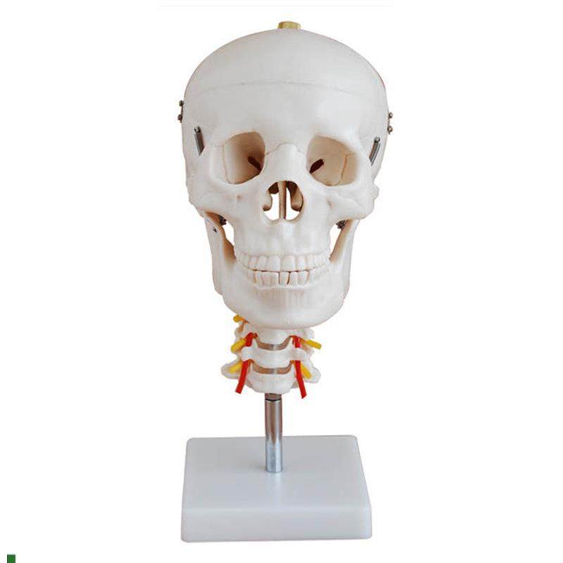 头骨带颈椎模型自然大头颅骨模型1:1人体K头骨骼结构骨架教学骷髅,文具电教/文化用品/商务用品,模拟人,淘宝优惠券,粉丝福利购,淘宝优惠卷