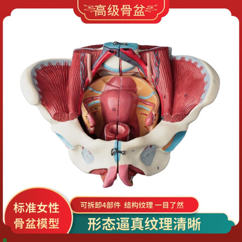 自然大1:1高级女性盆骨附u生殖器官子宫与血管神经肌肉模型4配件
