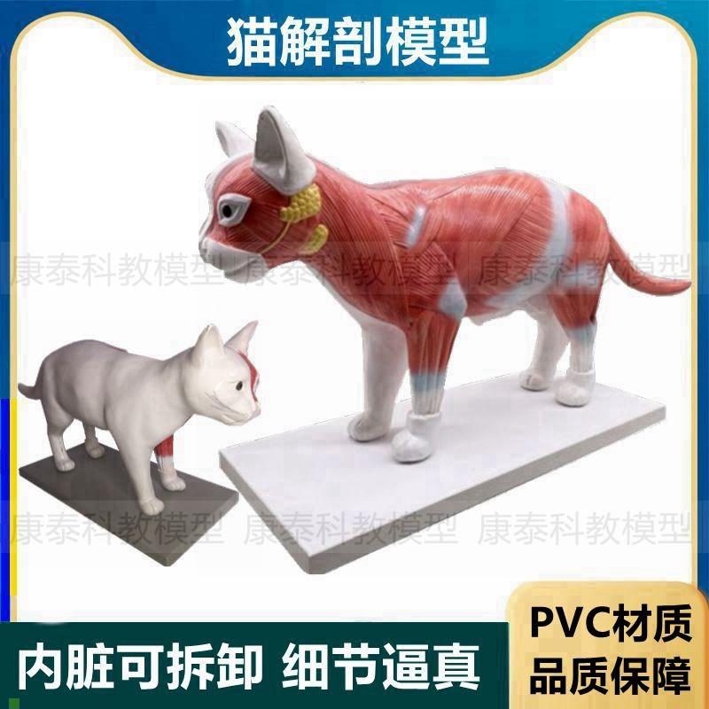 猫解剖模型仿真立体内脏可拆卸肝脏胃肠J心脏猫科动物兽医教学标
