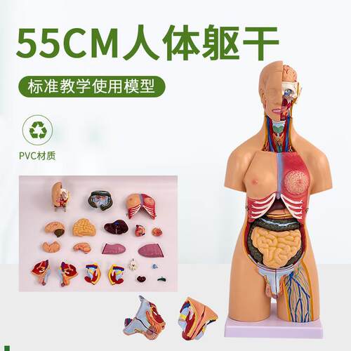 两性躯干a模型(可拆分21件)人体躯干内脏解剖模型55CM高