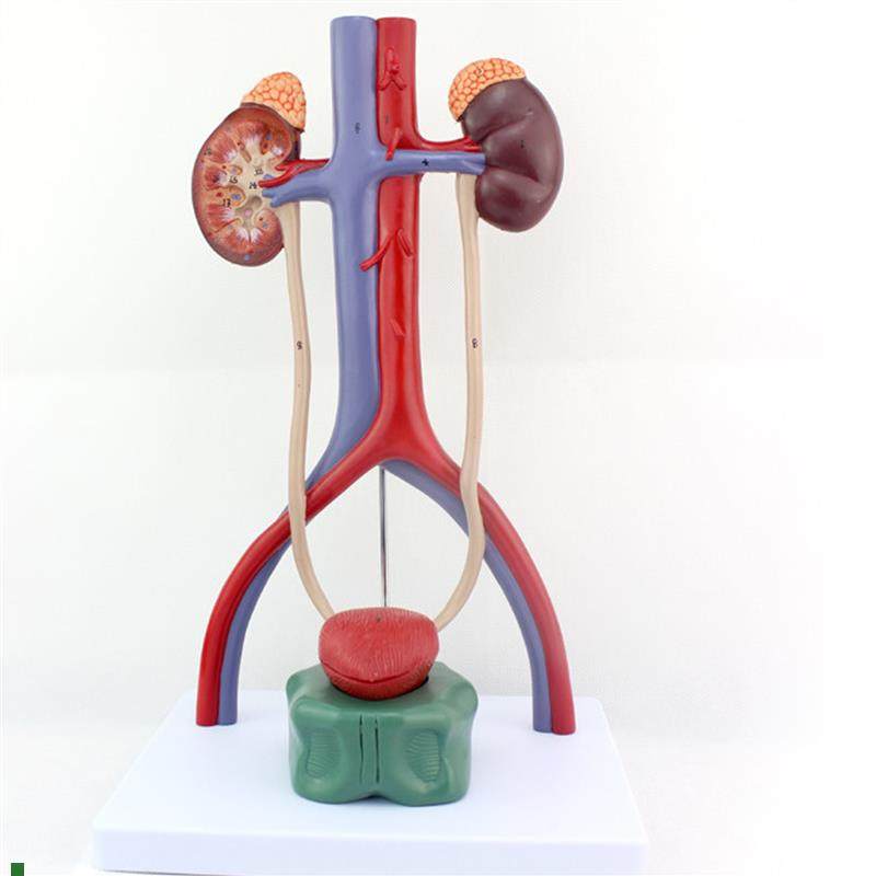 ENOVO颐诺人体泌尿系统模型肾输尿管膀胱尿道解T剖模型医学泌尿科,文具电教/文化用品/商务用品,教学标本/模型,淘宝优惠券,粉丝福利购,淘宝优惠卷
