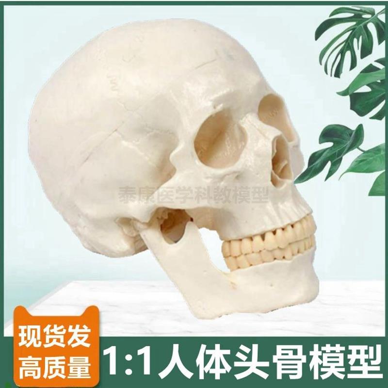 1比1人a体头骨模型标准医用教学仿真骨髅标志牙齿颅底口腔面部医