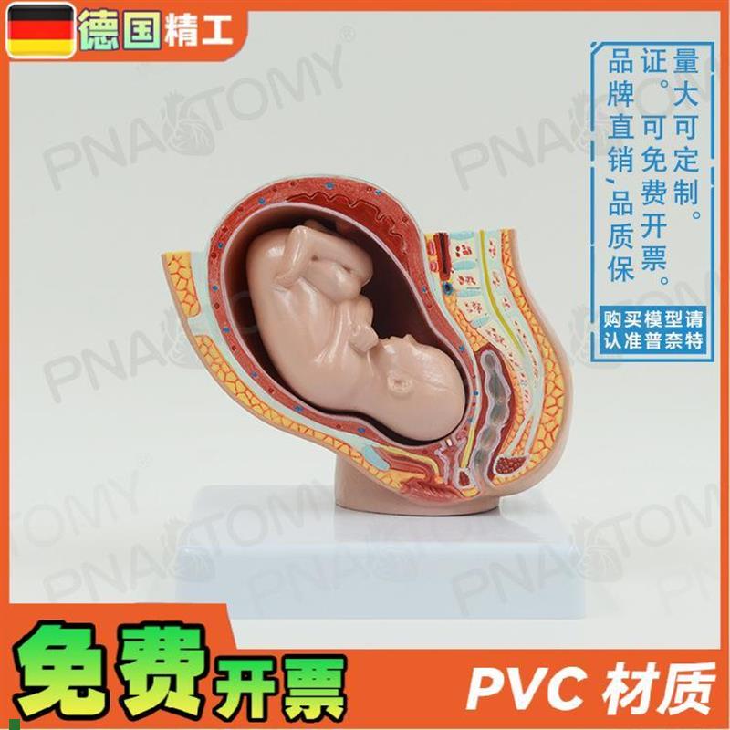 德国】小型女盆腔妊娠胚胎发育解剖模型J妇产科计生展示子宫标本