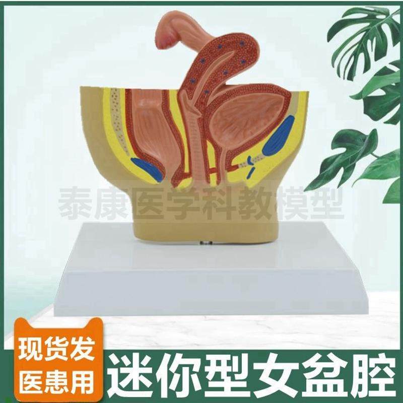 女盆腔模b型泌尿生殖器官消化道肛周外阴腹腔盆底肌家政培训产后