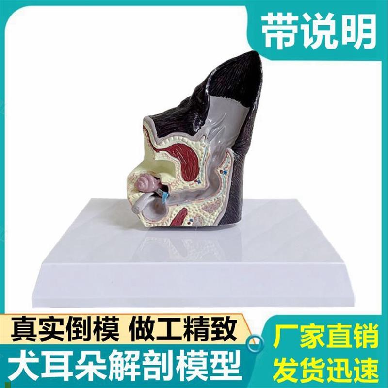 狗狗耳朵解剖模型真实倒模耳蜗内耳皮肤毛M发跳蚤虫子叮咬病理变
