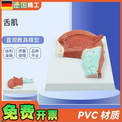 德国】PNT-0336r口腔肌肉舌肌解剖模型医学教学口腔教学模型