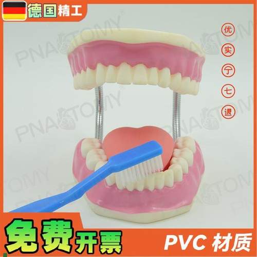 德国】牙齿模型幼儿园口腔教学刷牙示H范玩具教学口腔科牙医保健