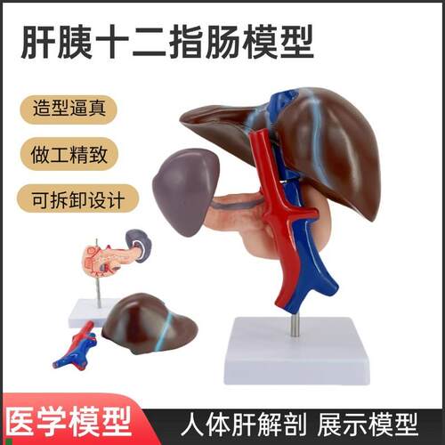 肝胰十二指肠模型肝脾血管和胰腺结构模Q型肝脏脾胰腺模型