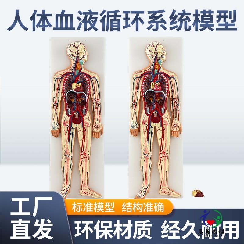 人体血液循环系统模型心脑血w液循环静脉动脉解剖模型心脏教学模