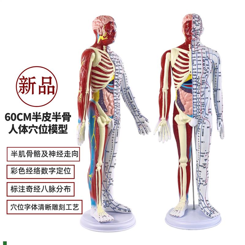 超清晰60CfM人体针灸模型半肌肉骨骼内脏模型中医经络穴位模型