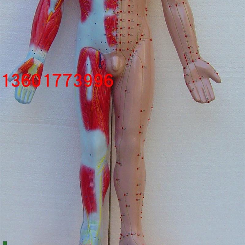 语音提示十四针灸电动模型针灸人体模型电动语言提U示十四经穴模