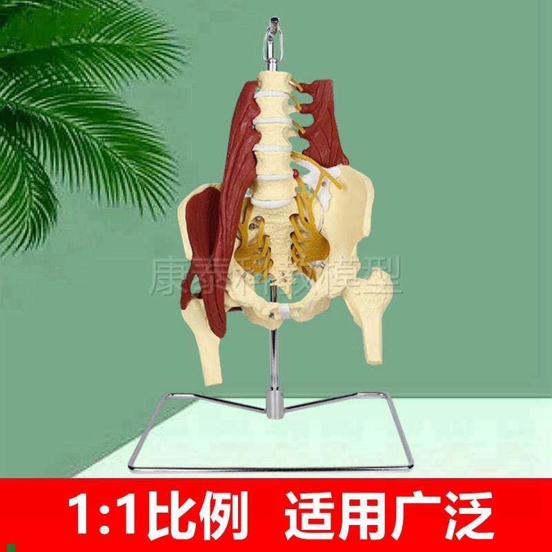1比1人体腰椎带肌肉模型椎间盘脊神经G骨盆骶骨坐骨神经正骨康复