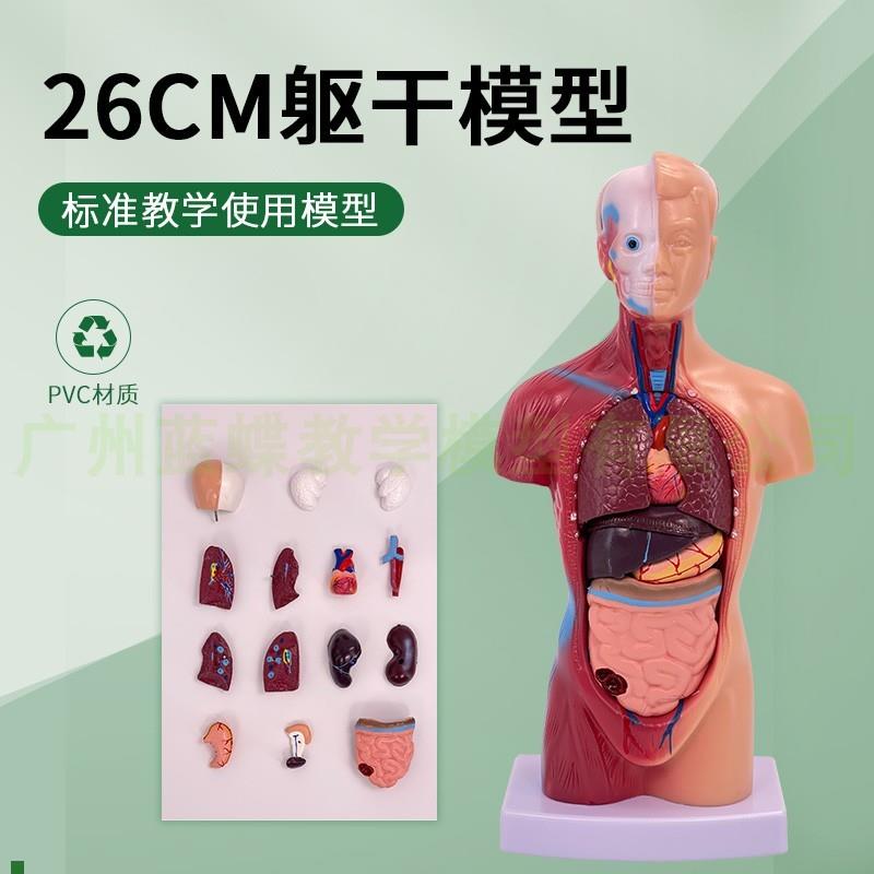 26CM人体器官结构解剖模型内脏大脑心脏躯干P模特教学医学儿童拼