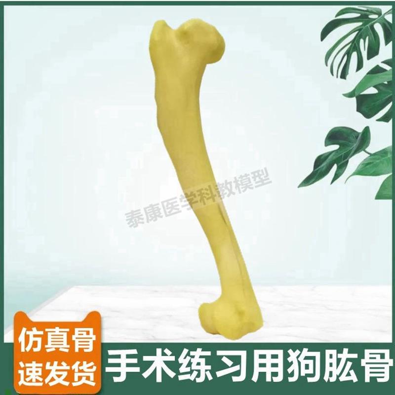 狗狗肱骨模型仿真骨n手术练习操作兽医教具宠物医生用假骨头标本