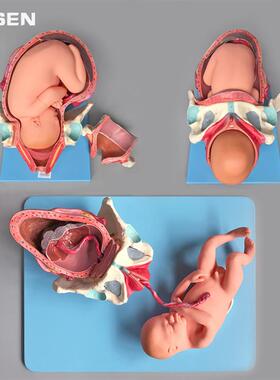 A42007足g月胎儿分娩过程模型妊娠步骤助产程妇产科学医学教学模