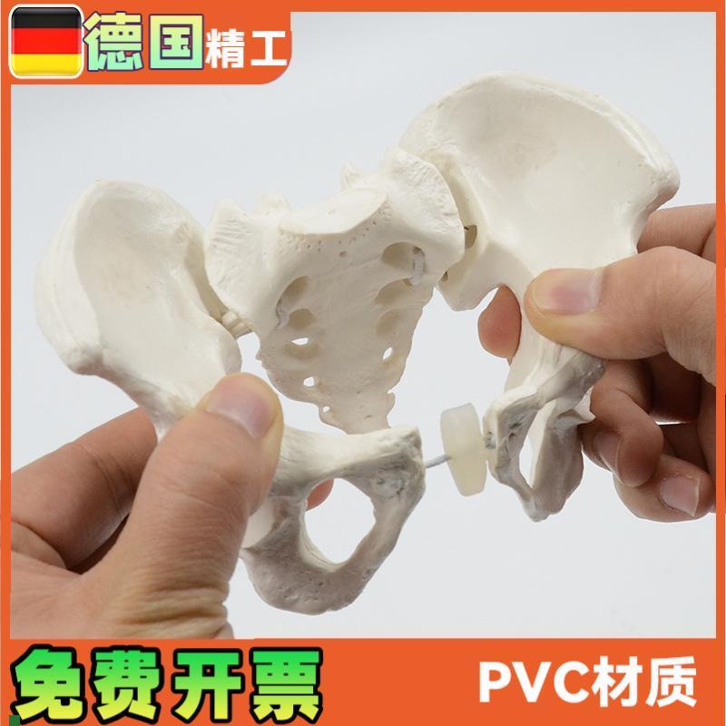 可活动骨c盆模型骶骨髋骨盆骨可弯曲旋转人体骨骼解剖康复教具