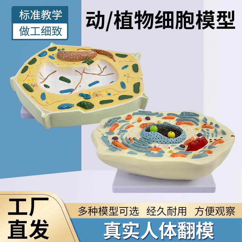 植物细胞亚显微结构细胞亚显w微结构标本模型科教仪器医学教学专
