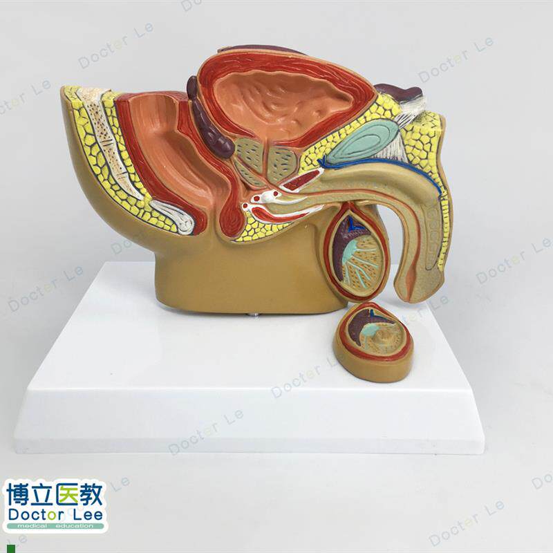人体小型男性前列腺模型u盆腔睾丸前型男科泌尿科生殖系统生殖器