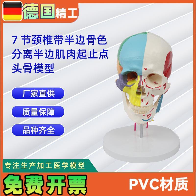 7节颈椎带半边骨色分离半边肌肉起止点L头骨模型医药教学器材