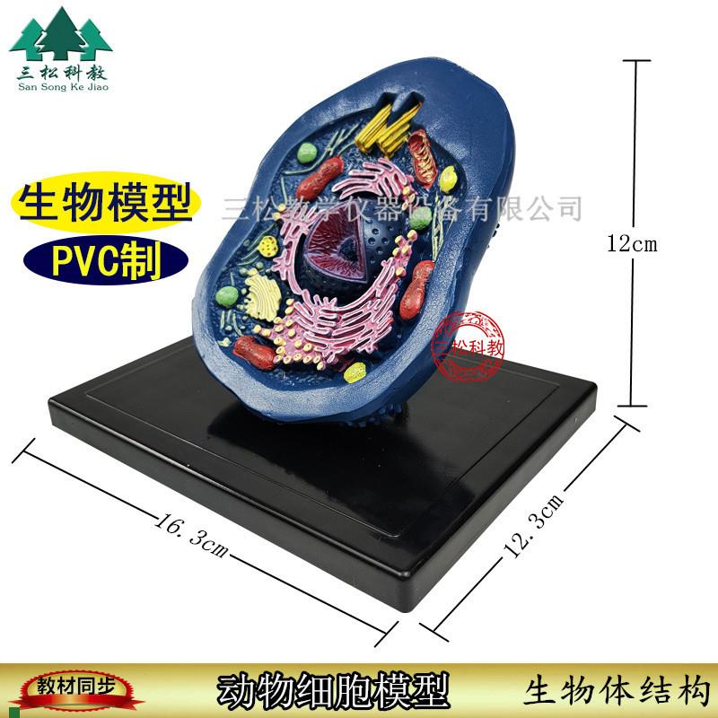 动物细胞模型动i植物细胞模型初高中生物结构教具细胞模型手工教