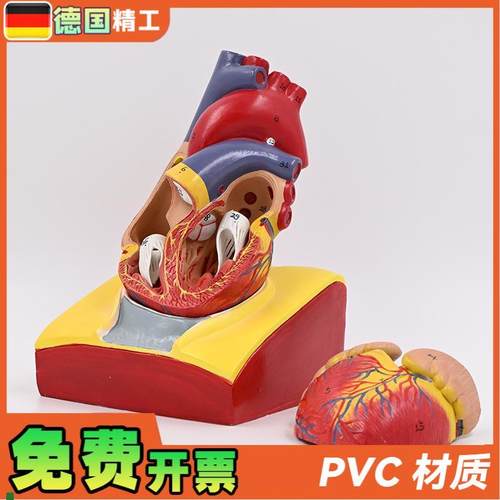 德国】1:1人体心脏解剖模型B超彩超心脏模型拆卸T医学自然大心脏